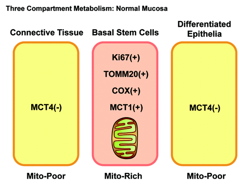 Figure 13. Three-compartment metabolism in normal mucosa. Note that in normal mucosa, three morphological and metabolic compartments can be distinguished. The basal stem cell layer is hyper-proliferative (Ki-67+), mitochondrial-rich (TOMM20+/COX+) and uses mitochondrial fuels (MCT1+). In contrast, the underlying connective tissue and the differentiated epithelial cells are non-proliferative and mitochondrial-poor. Importantly, all three compartments are MCT4-negative.