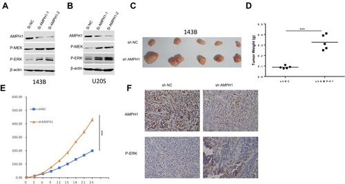 Figure 2 Influence of AMPH-1 knockdown on osteosarcoma cells. (A, B) 143B and U-2 OS cells were treated with scrambled siRNA (si N and si AMPH-1) for 72 h and then collected for Western blotting analysis. The total protein from (A) 143B and (B) U-2 OS cells was loaded and analyzed by immunoblotting with anti-p-MEK and anti-p-ERK antibodies. (C) Comparison of tumor size three weeks after inoculation of nude mice with shAMPH-1 and shNC 143B osteosarcoma cells. (D, E) Knockdown of AMPH-1 significantly increased the final tumor weights and every group involved five tumors. (F). Immunostaining of AMPH-1 and P-ERK in tumor samples.