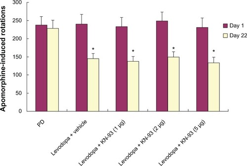 Figure 2 KN-93 had no antiparkinsonian effect on PD rats. Levodopa treatment decreased apomorphine-induced rotations in PD rats on day 22 compared to day 1.