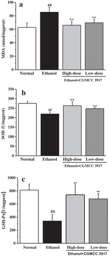 Figure 5. Effects of CGMCC 3917 on hepatic (a) MDA, (b) SOD and (c) GSH-Px activities after ethanol administration in mice. Data are means ± SD (n = 10). ## p< 0.01, compared to the normal mice; **p< 0.01, compared to the ethanol-treated mice.Figura 5. Efectos de CGMCC 3917 sobre la actividad hepática (a) MDA, (b) SOD y (c) GSH-Px después de la administración de etanol en ratones. Los datos indican medias ± DE (n = 10). ## p< 0.01, en comparación con ratones normales; ** p< 0.01, en comparación con ratones tratados con etanol.