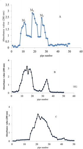 Figure 3. Glucan gel chromatography spectrum at different concentrations Note: (A): 100 mg/mL; (B): 200 mg/mL; (C): 300 mg/mL.