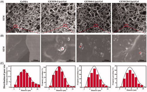 Figure 2. The morphology of GelMA and GEM-Lip@Gel with different quantities of liposome contents were shown in the inset SEM images in (A). The magnification of the selected area in (B). The statistics of distribution of pore size in (C).