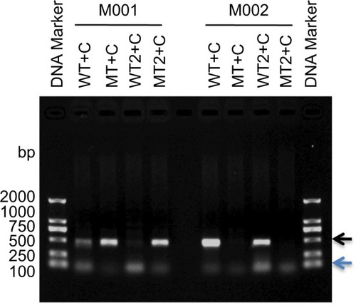 Figure 2 Optimization of ARMS condition.