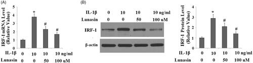 Figure 5. Lunasin abolished IL-1β-induced upregulation of IRF-1. Chondrocytes were stimulated with IL-1β or lunasin (50, 100 μM). (A) mRNA level of IRF-1. (B) Protein level of IRF-1 (*, #, p < .01).