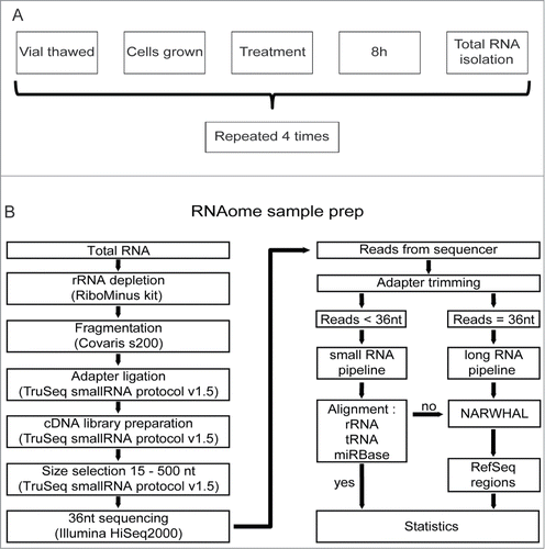 Figure 1. RNAomeSeq set up and analysis. (A). Diagram of biological replicate sample preparation from mES cells treated with 2.7 μM cisplatin or mock-treated (equal volume DMSO) for 8 hours. This procedure was repeated 4 times to obtain 4 independent biological replicates. All omics methods were performed on the exact same samples. (B). Schematic of the RNAomeSeq method. Total RNA was depleted of rRNA, fragmented and adapters were ligated to prepare a compatible cDNA library followed by fractionation on gel. Short sequencing reads (<36 nucleotides) were trimmed for adapter sequences and further processed by TRAP (Fig. 2). 36 nucleotide sequencing reads were processed as long RNAs.