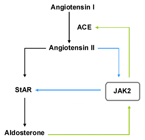 Figure 2. JAK2 is a key player in the renin-angiotensin-aldosterone autoregulation. Angiotensin II, produced from angiotensin I by the angiotensin converting enzyme (ACE), stimulates the production of aldosterone by inducing the rate-limiting steroidogenic acute regulatory protein (StAR). Aldosterone stimulates ACE expression through a JAK2-dependent mechanism. Furthermore, angiotensin II induces phosphorylation and activation of JAK2 which then activates StAR expression. This indicates the presence of a positive autoregulatory loop in the renin-angiotensin-aldosterone system where JAK2 seems to play an integral role.