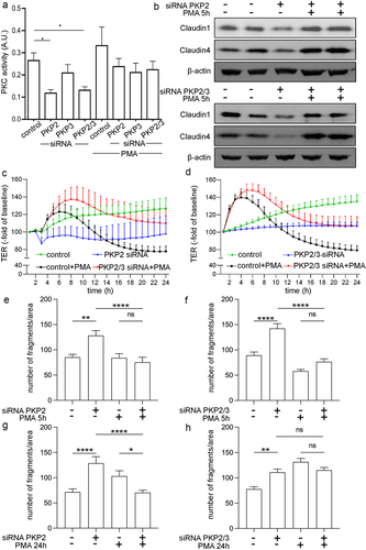 Figure 4. Protein kinase C is involved in barrier-compromising effects by PKP2.