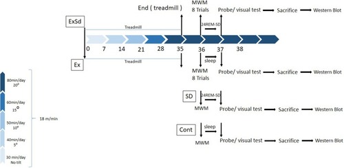 Figure 1 The schematic timeline for study design. Two groups of animals received 5 weeks of physical exercise with a gradual increase in intensity (5 weeks, 5 days in a week); one of these groups (ExSd), 1 day after the last session of exercise received 24-hr REM-SD and other one went for MWM test. SD24 received 24-hr REM-SD after trial day of MWM and then probe test was performed. Control animals received nothing but MWM test. All animals were sacrificed after the visual test and their brain was collected for Western blotting test.