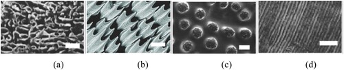 Figure 5. Surface topography of natural models that resist fouling: (a) pilot whale, (b) shark, (c) sea stars, and (d) mussels; scale bars are 1, 100, 100, and 10 µm, respectively. Image adapted from [Citation21].