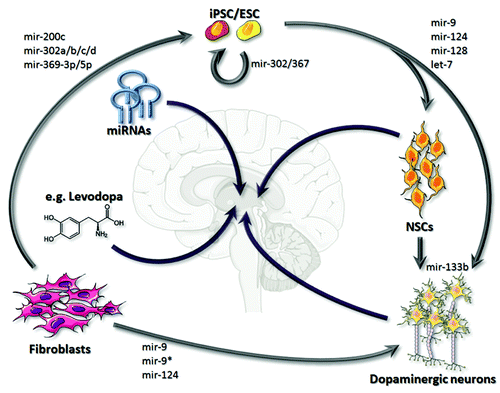 Figure 1. Recruitment of malin to the PBs. (A) Representative images showing subcellular localization of transiently expressed GFP-tagged malin in HeLa cells. Note the punctate cytoplasmic granules of malin (identified with arrowheads). (B) Bar diagram showing the frequency of cells showing the punctate cytoplasmic granules (as shown in (A) for the GFP-tagged malin in HeLa cells upon treatment with puromycin or zinc or without any treatment (control), as indicated (***, p < 0.0005; t-test; n = 3). (C) Representative images showing the colocalization of Myc-tagged malin with the PB marker Ago2 (GFP-tagged) or GFP tagged malin with Dcp1a (RFP-tagged) in HeLa cells when transiently coexpressed. (D) Representative images showing the colocalization pattern of transiently expressed malin (Myc-tagged) with endogenous markers for PBs—the GW182 and Xrn1, as indicated. Scale bar, 10 μM (A, C-D).