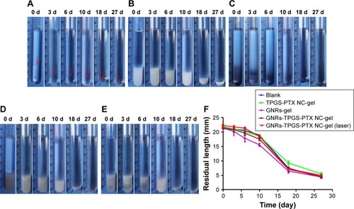 Figure 6 Photographs during gel erosion in vitro.Notes: At various time points, the tubes were photographed by a digital camera. (A) Blank; (B) TPGS-PTX NC-gel; (C) GNRs-gel; (D) GNRs-TPGS-PTX NC-gel; (E) GNRs-TPGS-PTX NC-gel (laser). (F) The height of the remaining gel in the tube. Arrows imply gel formulation interfaces (n=3).Abbreviations: d, days; GNRs, gold nanorods; NC, nanocrystal; PEG, polyethylene glycol; PTX, paclitaxel; TPGS, D-alpha-tocopheryl PEG 1000 succinate.