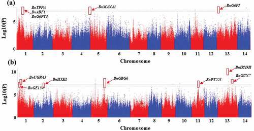 Figure 2. Significant SNPs and candidate genes associated with hemicellulose identified at season 1 (June, 2018) (a) and season 2 (August, 2018) (b).