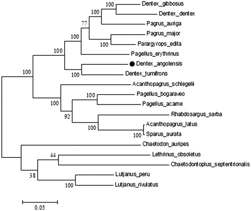 Figure 1. Phylogenetic analysis of D. angolensis based on the entire mtDNA genome sequences of 13 sparid fishes available in GenBank (Acanthopagrus latus NC_010977.1; Acanthopagrus schlegelii JQ_746035.1; Dentex dentex MG_727892.1; Dentex gibbosusMG_653593.1; Dentex tumifrons NC_029479.1; Pagellus acarne MG_736083.1; Pagellus bogaraveo NC_009502.1; Pagellus erythrinus MG_653592.1; Pagrus auriga AB_124801.1; Pagrus major NC_003196.1; Parargyrops edita EF_107158.1; Rhabdosargus sarba KM_272585.1; Sparus aurata LK_022698.1). Five outgroup species (Lutjanus peru KR362299.1, Lutjanus rivulatus AP006000.1, Lethrinus obsoletus NC009855, Chaetodontoplus septentrionalis NC009873 and Chaetodon auripes NC009870) were selected and the maximum likelihood method was used. Numbers above the nodes indicate 1000 bootstrap values.