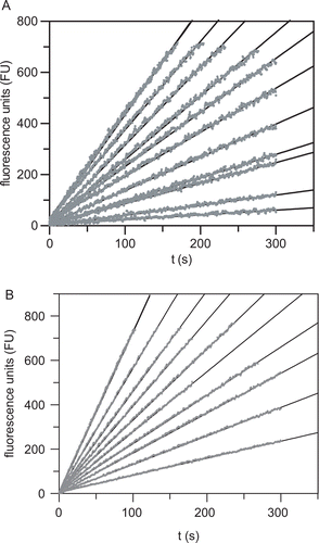 Figure 5.  (A) Cathepsin S-catalyzed hydrolysis of Z-Val-Val-Arg-NHMec (40 μM) in the presence of increasing concentrations of compound 8 (from top to bottom: 0, 0, 0.3, 0.5, 1.0, 2.0, 3.0, 5.0, 7.0, 10, 20, 100 μM) in 50 mM potassium phosphate pH 6.5, 50 mM NaCl, 2 mM EDTA, 0.01% Triton X-100, 25 μM DTT, 1% DMSO, 37°C. (B) Cathepsin L-catalyzed hydrolysis of Z-Phe-Arg-NHMec (10 μM) in the presence of increasing concentrations of compound 10 (from top to bottom: 0, 0, 1, 2, 3, 4, 5, 7, 10, 15, 50 μM) in 0.1 M sodium phosphate pH 6.0, 0.1 M NaCl, 5 mM EDTA, 0.01% Brij 35, 25 μM DTT, 1% DMSO, 37°C. The reactions were initiated by addition of the enzyme. Fluorescence emission at 440 nm was measured after excitation at 360 nm. Fluorescence units (FU) were corrected for background fluorescence.