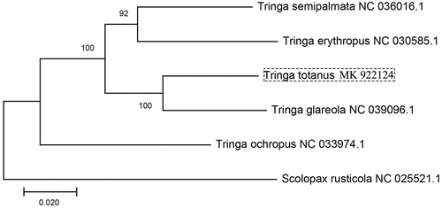 Figure 1. Phylogenetic tree of maximum likelihood (ML) method based on the mitochondrial PCGs nucleotide sequences of published Tringa species. Numbers represent node supports inferred from bootstrap support values.
