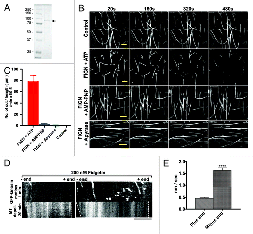 Figure 1. Human FIGN severs and depolymerizes MTs in vitro. Coomassie-stained SDS PAGE gel showing the purity of the baculovirus-expressed human FIGN protein used for our in vitro assays. The FIGN band is indicated by an arrow. (B) Time series of TIRF images of rhodamine-labeled, taxol stabilized MTs adhered to coverslips and incubated with: ATP (no FIGN), ATP and recombinant human FIGN, AMPPNP and human FIGN, and Apyrase and human FIGN. Time (seconds) is indicated at the top of each column. Scale bar 10 µm. (C) Quantification of the frequency of MT severing events observed in the conditions described in panel in (B). n = 20 MTs in each condition. “Control” = ATP only. (D) Kymographs of a rhodamine-labeled MT (bottom) incubated with the plus-end directed motor, GFP-kinesin (top), and FIGN. GFP-kinesin always moved away from the MT end primarily depolymerized by FIGN. Thus, FIGN selectively depolymerizes MT minus-ends. Horizontal scale bar, 5 μm. (E) Quantification of (D), n = 89 MT plus ends and 132 MT minus ends.