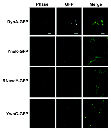 Figure 2. Localization of DynA interacting proteins. Strains (FBB018, PSB001–006) were grown in CH medium to mid-exponential phase and induced for 60 min with 0.1% xylose. YneK, RNaseY, and YwpG show similar localization compared with DynA. All proteins localize to the membrane and form foci that are often found at midcell positions. Scale bar 2 µm.