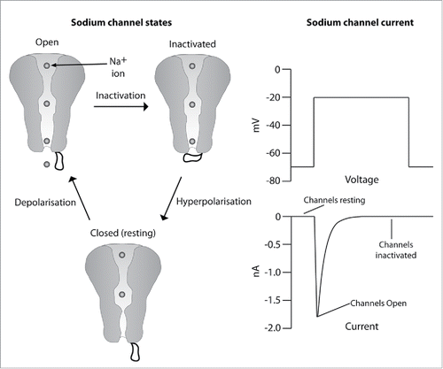 Figure 2. Sodium channel states: NaV channels cycle between 3 states: open, closed (resting) and inactivated. They cycle from the closed (resting) state to the open state upon membrane depolarisation. The channel is open for less than a millisecond prior to inactivation. The inactivated state reprimes to the resting state when the cell membrane potential has returned to a hyperpolarised resting potential. Sodium channel current: The current associated with the cycling of sodium channels through the resting, open and inactivated state.