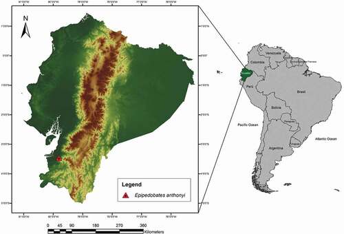 Figure 1. Map of Ecuador showing the location (red triangle) where the leucistic individual of Epipedobates anthonyi was registered