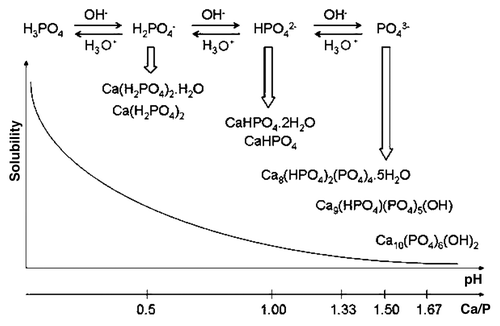 Figure 5. Various calcium orthophosphates obtained by neutralizing of orthophosphoric acid. Ca/P are reported in the figure. The solubility of calcium orthophosphates in water decreases drastically from left to right, HA being the most insoluble and stable phase. Reprinted from reference Citation117 with permission.