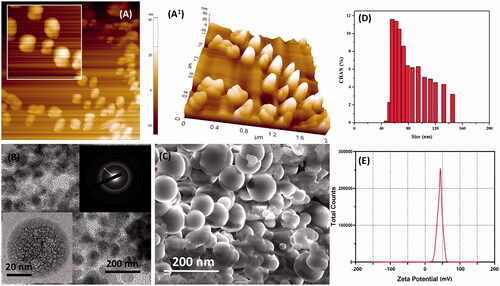 Figure 1. Microscopic characterization of CS–ZnO–RS; (A, A1) AFM, (B) TEM (inserted SAED), (C) SEM, (D) particle size analysis, and (E) zeta potential results of prepared CS–ZnO–RS nanoformulation.