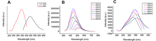Figure 4 Luminescence properties of MC-CDs. (A) Emission and excitation wavelength fluorescence spectra. (B) Excitation spectra of the MC-CDs at emission wavelengths. (C) Emission spectra of the MC-CDs at different excitation wavelengths.