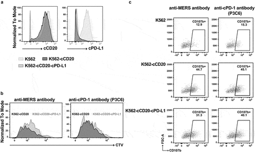 Figure 7. Full-length IgGD P3C6mut3.1 reverses the effects of PD-L1 inhibition on canine CAR-T cells. A. K562 cells were engineered to express canine CD20 (K562-cCD20) and canine PD-L1 (K562-cCD20-cPD-L1) and cell surface expression was confirmed by flow cytometry. B. Canine CD20 CAR-T cells from one dog were labeled with cell trace violet (CTV) and co-cultured at an E:T ratio of 1:1 with either K562-cCD20 or K562-cCD20-cPD-L1 in the presence of either anti-MERS or P3C6mut3.1 IgGD. After 72 hours of culture, proliferation of CD8+ CAR-T cells was assessed by flow cytometry. Plots are gated on live CD5+ CD8+ CAR+ cells. C. Canine CD20 CAR-T cells from one dog were co-cultured at an E:T ratio of 1:1 with the same target cells as in A. Expression of CD107b was determined after 4 hours of co-culture. Plots are gated on live CD5+ CD8+ CAR+ cells.
