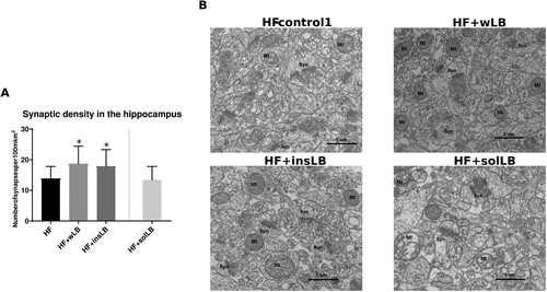 Figure 8 Synaptic density in the CA1 area of the hippocampus of mice fed a HF diet with cellulose for 8 weeks (HF-control1, n=3) or with whole LB (wLB, n=3) or insoluble fraction of LB (insLB, n=3) for 8 weeks, or with soluble fraction of LB (solLB, n=3) for 2 weeks. (A) number of synapses per µm2. (B) Electron microscopic images of the hippocampus, showing synapses (Syn) and mitochondria (Mt). Data in (A) represent mean±SEM. Mice fed HF diets containing wLB or insLB were compared to HF-control1 using one-way ANOVA and Dunnett's multiple comparisons test. No data was obtained from mice fed HF-control2. *P<0.05.