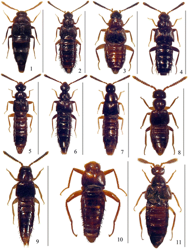 Figures 1–11 Habitus of 1: Speiraphallusa orientis n. sp.; 2: Coenonica florentinorum n. sp.; 3: Coenonica malaycolorata n. sp.; 4: Coenonica bartolozzii n. sp.; 5: Coenonica malaysiana n. sp.; 6: Coenonica tasekensis n. sp.; 7: Neoleptusa tasekensis n. sp.; 8: Cordalia pseudovestita n. sp.; 9: Atheta (Acrotona) phuthoensis n. sp.; 10: Orphnebius bartolozzii n. sp.; 11: Tetrabothrus malaysianus n. sp.;. Scale bars: 1: 2.4 mm; 2: 3.3 mm; 3: 2.1 mm; 4: 2.2 mm; 5: 3 mm; 6: 3.1 mm; 7: 2.4 mm; 8: 2.2 mm; 9: 1.6 mm; 10: 3 mm; 11: 4 mm.