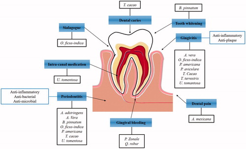 Figure 1. Summary of the plants that are traditionally used in Mexico or are of Mexican origin to treatment of diverse oral disease. The anti-inflammatory, anti-microbial and anti-bacterial effects of the plants are used to treatment of gingivitis, periodontitis and intra-canal medication. The anticariogenic, sialagogue and tooth whitening effect are not demonstrated yet, however, the Mexicans still used for dental treatment.