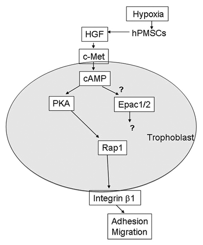 Figure 2. Proposed scheme of mechanisms leading to trophoblast invasion into the decidua by HGF (hepatocyte growth factor) produced by human placental multipotent mesenchymal stromal cell (hPMSC) in villous mesenchyme. Hypoxia reduced HGF expression by hPMSCs. HGF produced by hPMSCs were able to interact with c-Met receptor on trophoblast and induce the trophoblast 3′,5′-cyclic adenosine monophosphate (cAMP) expression. The cAMP activates PKA (protein kinase A), which in turn, activates Rap1 leading to integrin β1 activation. However, the response of Epac-1 and Epac-2 (exchange protein directly activated by cAMP-1 and -2) to HGF stimulation in trophoblasts is not clear.