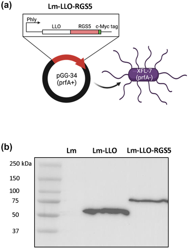 Figure 1. Construction and characterization of Lm vaccine strains. (a) The pGG-34 plasmid introduces truncated LLO into the attenuated, prfA-negative XFL-7 strain of Lm. LLO expression is controlled by the listerial hemolysin promoter (phly) and the potent transcription factor prfA. These gene-engineering strategies result in an immunogenic and attenuated strain of Lm capable of inducing a potent immune response without severe risk of listeriosis. (b) Lm-secreted LLO and LLO-RGS5 fusion proteins were detected by western blotting with an anti-Myc antibody. Abbreviations used: Lm, Listeria monocytogenes; LLO, listeriolysin O.