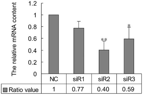 Figure 1. The impact of PLCG2 siRNAs on the mRNA expression level of PLCG2. NC represented cells treated with negative siRNA; siR1, siR2 and siR3 represented cells treated with PLCG2 siRNA 1, siRNA 2 and siRNA 3, respectively. The expression level of PLCG2 mRNA was detected by qRT-PCR.