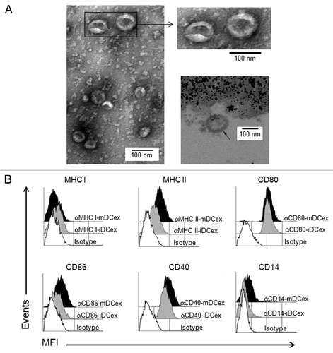 Figure 1. Purified DCex have oval-biconcave shape, 30 to 100 nm in diameter and DC phenotype. iDC and mDC were generated by culturing linage marker-negative bone marrow cells in the presence of GM-CSF/IL4 and GM-CSF/IL4/LPS, respectively. DCex were isolated from conditioned media of these DC cultures using fractionated centrifugation and filtrations. Morphology (A) and surface markers (B) of purified DCex were examined by TEM and flow cytometry, respectively. (A) Purified iDCex either unbound or bound to anti-Class II MHC antibody-coated beads were processed for and examined using TEM. The left and the upper right panels of TEM micrographs of purified DCex show several 30–100 nm diameter oval-biconcave structures. The lower right panel is a TEM micrograph of a DCex bound to anti-Class II MHC antibody-coated beads showing a section of an oval structure having an electron-dense double layer membrane structure that surrounds an electron-clear material (indicated with the arrow), attached to amorphous bead structure. (B) Purified iDCex and mDCex were captured onto anti-Class II MHC antibody-coated beads, stained with fluorochrome-conjugated antibodies specific for the DC markers Class I MHC (αMHC I), Class II MHC (αMHC II), CD80 (αCD80), CD86 (αCD86), CD40 (αCD40) and CD14 (αCD14), as well as isotype control antibodies (Isotype), and analyzed by flow cytometry. Data are mean fluorescence intensity (MFI) of a representative experiment of 4 independent experiments performed.