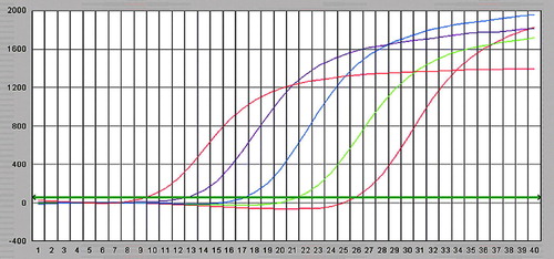 Figure 2.  Fluorescent intensity curves for GR–β standard, from left to right the concentration of standard is 1×108, 1×107, 1×106 and 1×105 copies/ml.