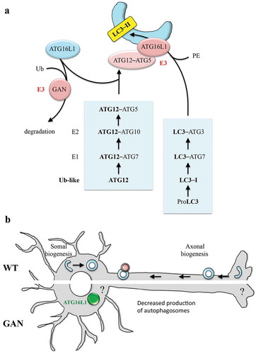 Figure 1. Model of action of GAN (gigaxonin) on ATG16L1 and neuronal autophagy. (a) Schematic representation of the lipidation of LC3 on membranes and action of the GAN E3 ligase on ATG16L1. (b) Current overview on neuronal autophagy (top side), illustrating the compartment-specific formation of autophagosomes (in the axonal tip and in the soma) and the impairment seen in GAN-depleted neurons (bottom side), with ATG16L1 bundling within the soma. Ub, ubiquitin; PE, phosphatidylethanolamine.