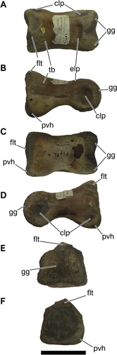 Figure 14. NHM-PV R.2982, right pedal phalanx IV-1 of an indeterminate averostran from the Valanginian–Hauterivian Marfim Formation (Ilhas Group) at beach between Plataforma and Itacaranha (Locality 4). A, dorsal; B, right lateral; C, ventral; D, left lateral; E, anterior; F, posterior views. Anatomical abbreviations: clp, colateral pits; elp, extensor ligament pit; flt, flexor ligament tubercle; gg, ginglymus; pvh, posteroventral heel; tb, tubercle. Scale bar = 50 mm.