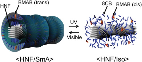 Figure 5. Illustration of the observed phenomena before and after UV (visible) light irradiation at <HNF/SmA>.