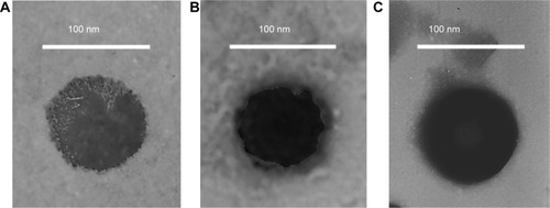 Figure 3 Transmission electron microscopy imaging of (A) paclitaxel (PTX) nanoparticles (NPs), (B) baicalein (BCL) NPs, and (C) PTX-BCL NPs.