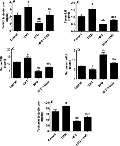 Figure 6. Hormonal profile analysis the serum and of intratesticular testosterone levels in all experimental groups. (A) Serum levels of testosterone (ng/ml) as determined by ELISA (A). (B) Serum levels of luteinizing hormone (ng/ml) as determined by ELISA. (C) Serum levels of follicular stimulating hormone (FSH) (ng/ml) as determined by ELISA. (D) Serum levels of estradiol (pg/ml) as determined by ELISA. (E) Testosterone levels (ng/mg) in the right testis of all experimental groups. For intratesticular testosterone determination, testicular slices (40-50mg) were incubated in appropriate buffered medium 199 (M199) containing bovine serum albumin (BSA) and soybean trypsin inhibitor at 34°C for 2 h. Statistical analysis between the various groups was done using a one-way ANOVA test, followed by Tukey’s t test. Data are expressed as mean ± SD of n = 6/group and values were considered significantly different at P < 0.05 were a:vs. STD, b:vs. STD+ UAG. c:vs. HFD. HFD: high-fat diet. UAG: unacylated ghrelin.