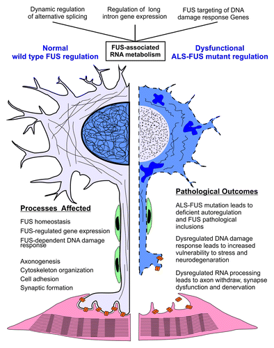 Figure 4. Dysregulation of FUS-associated RNA metabolism and DNA damage response collectively drive and accelerate neurodegeneration in ALS-FUS. Three major areas of FUS-associated RNA metabolism highlighted in this paper are listed at the top of the figure. Molecular and cellular processes regulated by wildtype FUS-dependent RNA metabolism in a normal, healthy, motor neuron are highlighted in the left panel of the figure. The pathological outcomes resulting from mutated ALS-FUS-dependent dysregulation are highlighted in the right panel. ALS-FUS mutations result in a triple-hit on motor neurons of ALS patients. i) The ALS-FUS mutation itself results in the direct accumulation of cytoplasmic inclusions, ii) FUS-dependent RNA metabolism of target genes required for the healthy maintenance of neuronal processes is dysregulated, and iii) DNA damage response required for the maintenance and survival of long-lived post-mitotic neuronal cells is dysregulated. The later is a new etiological dimension of ALS-FUS, and may explain the relative severity of ALS-FUS as a familial form of ALS.