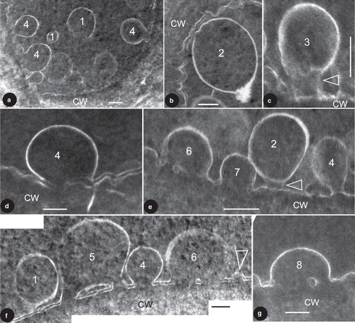 Figure 1. TEM images showing vesicles in various stages of membrane fusion in fossil plant cells. The membrane fusion stages are labeled by numbers. CW, cell wall. Bar = 100 nm. (a) About nine vesicles in various stages of membrane fusion in the same cell. Vesicles in S1 are free from the CM, those in S4 are already fused with the CM. Note the vesicle in the bottom right is blurry while those in the left are sharp. (b) A vesicle near the CM. Note its generally regular spherical form and a slightly distorted region (to the upper left) close to the CM. (c) A vesicle tethered to the CM. Note the cylindrical connection (arrow) between the vesicle and CM. Courtesy of Wang et al. (Citation2007) and MMB. (d) A vesicle fused with the CM. Note the two leaflets of the CM and only one leaflet of the vesicle. The vesicle membrane is connected to the inner leaflet of the CM. Courtesy of Wang et al. (Citation2007) and MMB. (e) Four vesicles in different stages of membrane fusion in the same cell. The vesicle in S2 is only weakly connected to the CM (arrow), the one in S4 is already connected to CM by a narrow neck, the one in S6 is omega-shaped and with a central plug in the fusion opening, and the one in S7 has a wider fusion opening and no visible central plug. (f) Four vesicles in different stages of membrane fusion in the same cell. Note the double layer structure of the CM and its relationship with the membranes of the vesicles. The vesicle in S1 is free from the CM, the one in S5 is already connected to the CM and forms a central plug together with the CM, the one in S6 is connected to the CM and has a relict central plug, and the one in S4 is connected to CM and has no trace of the outer leaflet of the CM. Note all vesicle membranes are connected to the inner leaflet of the CM. Rightmost, there appears to be another vesicle (arrow) with double-leaflet membrane close to its complete fusion with the CM. (g) A vesicle close to complete fusion with CM. Note its shape, relationship with the CM, and a relict plug in the fusion opening.