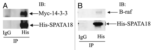 Figure 5. SPATA 18 interacts with 14–3-3 and B-raf (A) HEK293 cells were transfected with pcDNA3.1 His-SPATA18 and pcDNA5.1 Myc-14–3-3 as described in materials and methods. The cell extracts were prepared 48 h after transfection and were subjected to Immunoprecipitation with the His-tag antibody and a control antibody. Immunolotting of His-SPATA18 immuoprecipitates showed that Myc-14–3-3 (31kDa) co-precipitate with His-SPATA18 (≈75kDa). (B) HEK-293 cells were transfected with pcDNA3.1His-SPATA18 plasmid. The His-SPATA18 protein was immunoprecipitated with His-tag antibody and the immunoprecipation eluate was analyzed with anti-His and B-raf antibodies. B-raf (≈85kDa) co-precipitated with His-SPATA18.