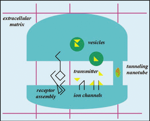 Figure 1 Possible common scheme of neuronal, immune, viral and plant synapses.