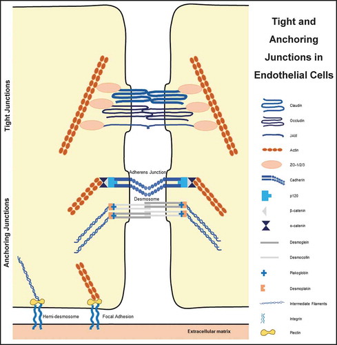 Figure 2. Connection of various tight and anchoring junctions to the cytoskeleton