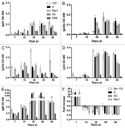 Figure 6. Immune responses of infected mouse groups. (A–E) correspond to the humoral response. Results are expressed as the mean O.D. 490 ± standard deviation at different times pi. (A) IgG1 antibody results, (B) IgG2a, (C) IgG2b, (D) IgG3, and (E) IgM. (F) corresponds to IFN-γ mRNA transcription. IFN-γ expression was normalized to β-actin. Data are expressed as fold induction ± standard deviation compared with the control group (unstimulated). Bars represent the following: white bars, B. melitensis 133; black bars, B. melitensis 133 invA-km; light gray bars, B. melitensis Rev1; medium gray bars, B. melitensis 133 invA-kmC; dark gray bars, control group (unstimulated).