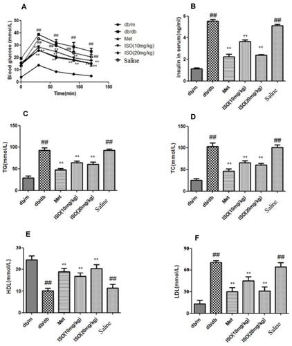 Figure 2 ISO decreased the levels of blood glucose, insulin, TG, and TC in db/db mice. (A) Glucose level in mice blood. (B) Insulin level in serum. (C) TG level in serum. (D) TC level in serum. (E) HDL level in serum. (F) LDL level in serum. All data presented as mean±SD (n=10). Compared with db/m: ##P<0.01. Compared with db/db: **P<0.01.