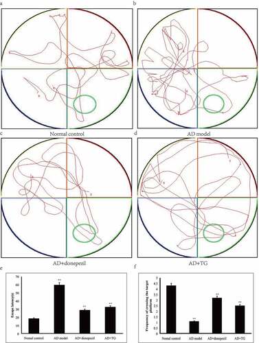 Figure 1. Testing of spatial learning and memory in the AD+TG, AD+donepezil, AD model and Normal control groups by Morris water maze. (a) The swimming trajectory of mice in the Normal control group; (b) The swimming trajectory of mice in the AD model group; (c) The swimming trajectory of mice in the AD+donepezil group; (d) The swimming trajectory of mice in the AD+TG group; (e) Significant difference of escape latency in the AD+TG group than that in the AD model group was detected (** p < 0.05). (f) Significant more frequency of crossing the target platform in AD+TG group than that in the AD model group was detected (** p < 0.05). Data was expressed as the mean ± standard error of the mean (SEM). (n = 8/group in the AD+TG group; n = 8/group in the AD+donepezil group; n = 8/group in the AD model group; n = 8/group in the Normal control group). ‘**’ indicating significant inter-group difference. TG: Tripterygium glycoside; AD: Alzheimer disease; NS: normal saline