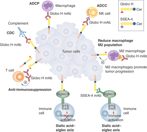 Figure 5. Globo H monoclonal antibody.Targeting Globo H and SSEA-4 with monoclonal antibodies is an approach under active investigation.ADCC: Antibody-dependent cellular cytotoxicity; ADCP: Antibody-dependent cellular phagocytosis; CDC: Complement-dependent cytotoxicity; NK: Natural killer.