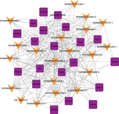 Figure 2 lncRNA-mRNA-network analysis. Purple squares represent dysregulated mRNAs, green arrows represent dysregulated lncRNAs.